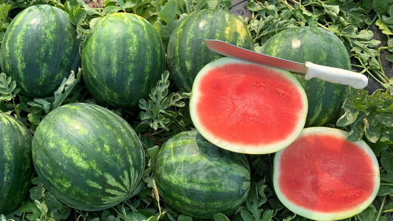 ಕಲ್ಲಂಗಡಿ ಹಣ್ಣು